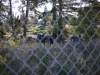 copsinwoods